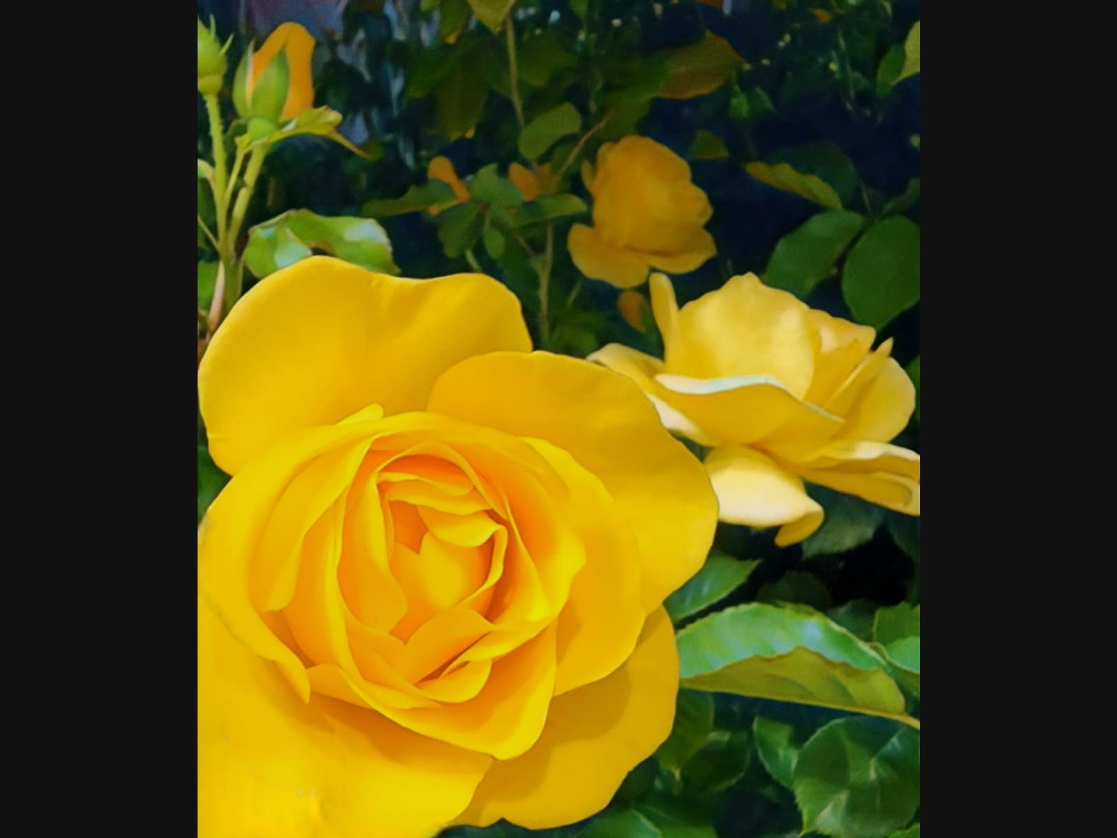 Yellow roses in Santee, California. 