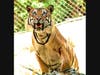A tiger at the San Diego Zoo in San Diego, California. 