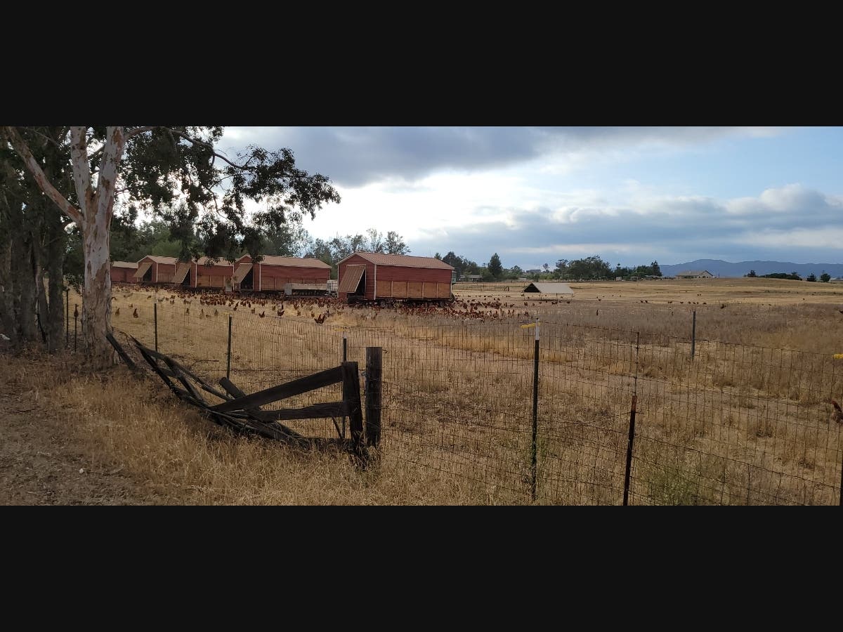 Mobile coops in Ramona, California. 