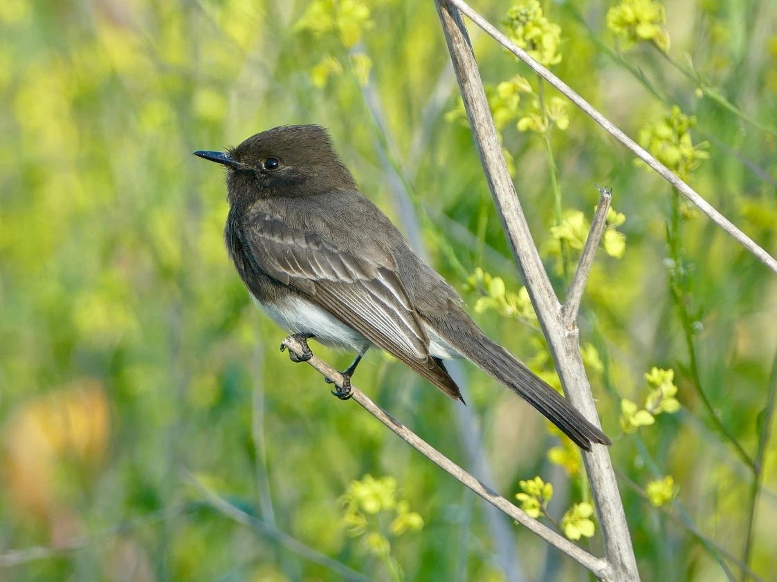 A black phoebe at Guajome Regional Park in Oceanside, California. 
