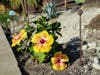Flowers in the backyard of a home in Poway, California. 