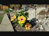 Flowers in the backyard of a home in Poway, California. 