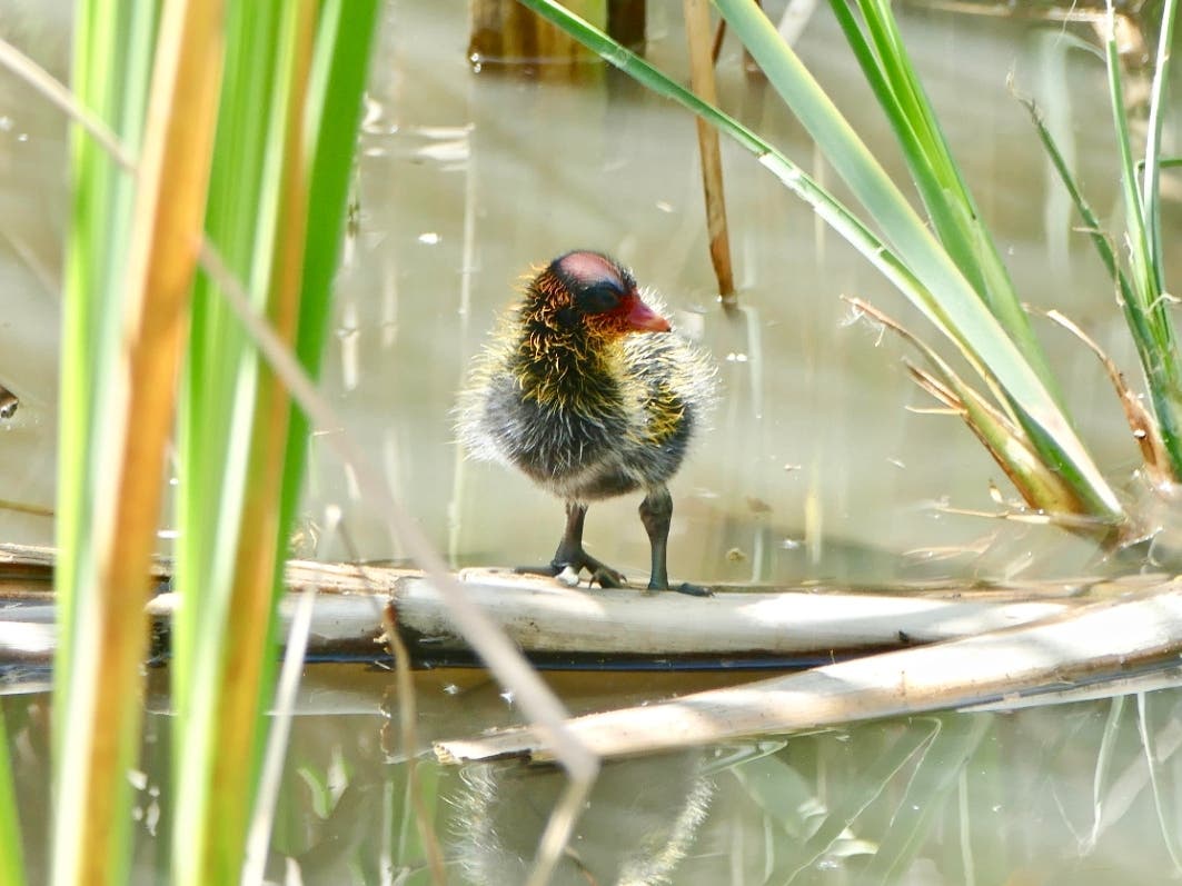 A a coot chick at Guajome Regional Park in Oceanside, California. 