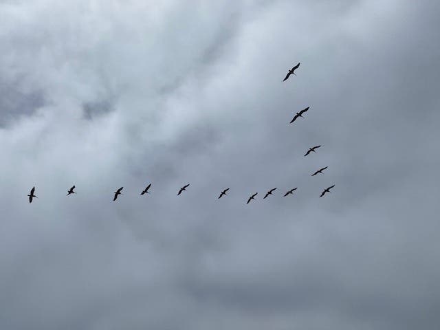 Birds flying over North Ponto Beach in Carlsbad, California. 