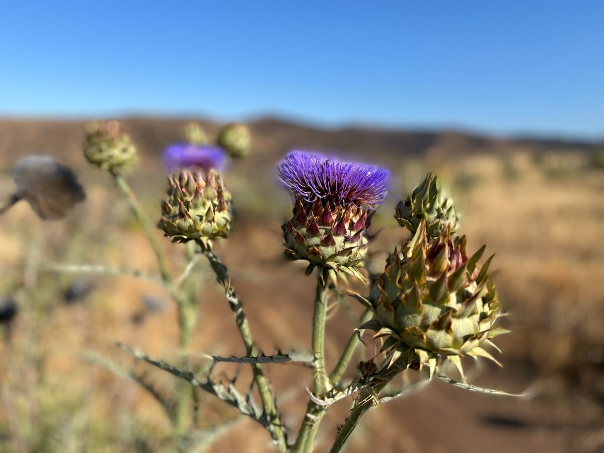A plant at Sycamore Canyon Preserve in San Diego County.