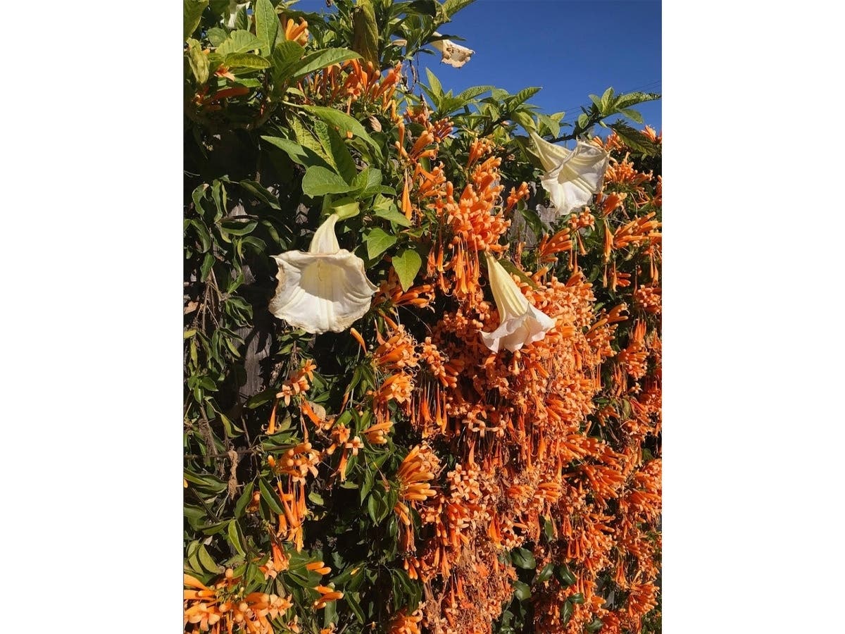 A flowering plant in Encinitas, California. 