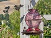 Hummingbirds in Fremont, California. 