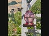 Hummingbirds in Fremont, California. 