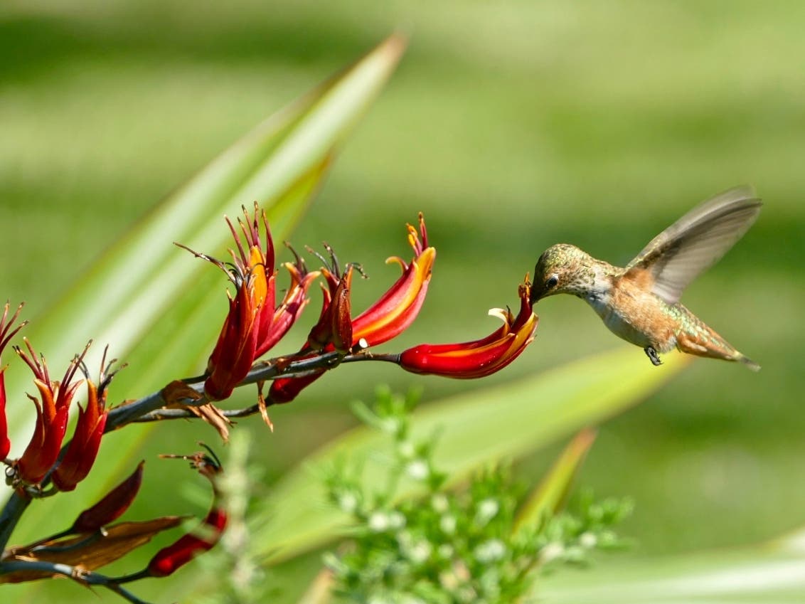An Allen's hummingbird at Batiquitos Lagoon between southern Carlsbad and Encinitas.