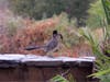 A roadrunner​ with a lizard at the San Diego Zoo Safari Park​.