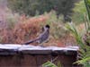 A roadrunner​ with a lizard at the San Diego Zoo Safari Park​.