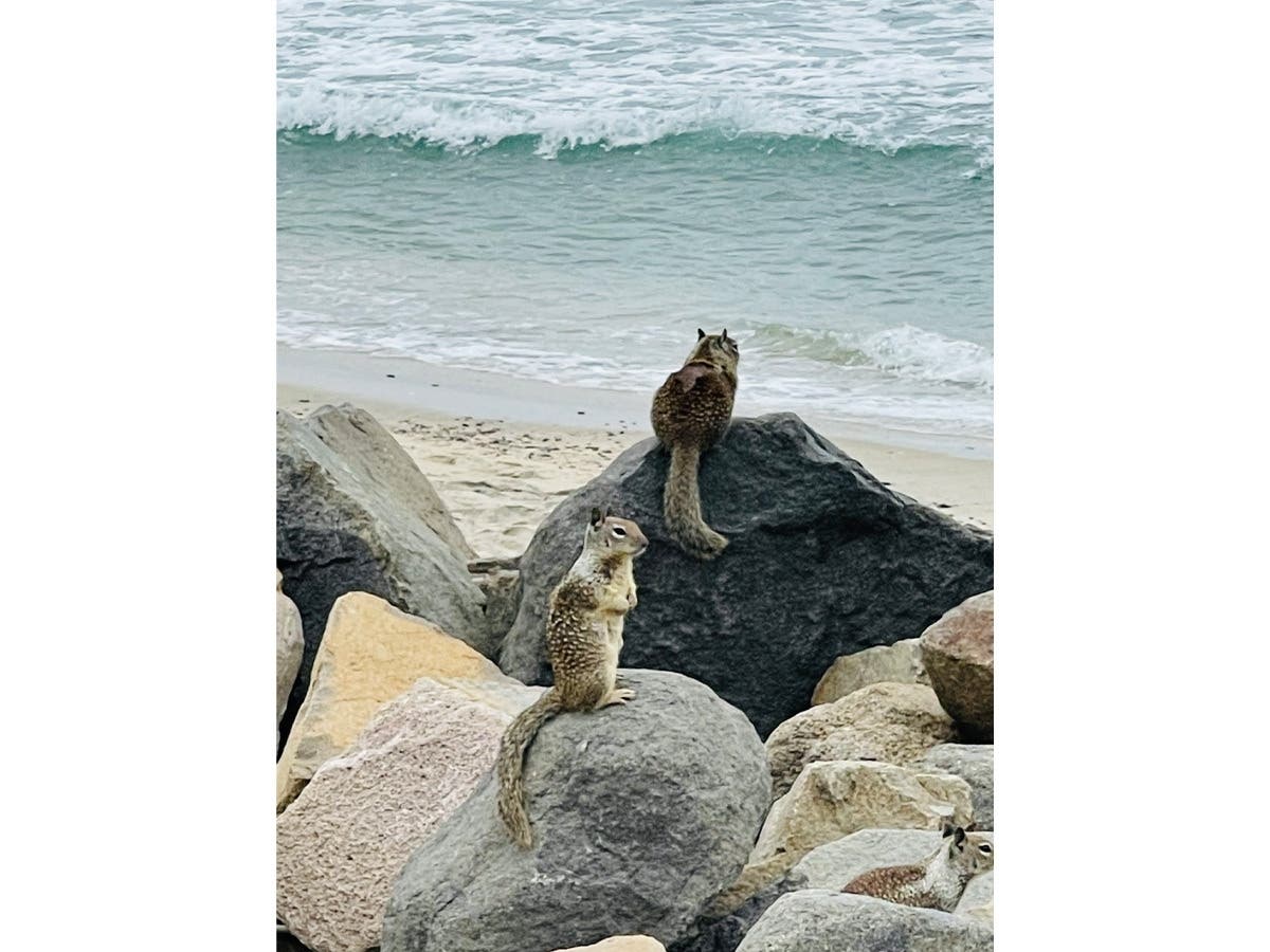 Squirrels at Tamarack State Beach in Carlsbad, California.