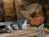 The Beyster Family Little Blue Penguins Exhibit​ at Birch Aquarium is the only exhibit to feature little blue penguins in the western United States.​​