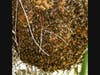 A bee hive in Santee, California. 