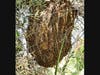 A bee hive in Santee, California. 