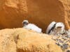 Three peregrine chicks in a nest on the cliffs of Torrey Pines State Beach.