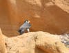 A father peregrine protecting the chicks while the mother peregrine is out hunting.