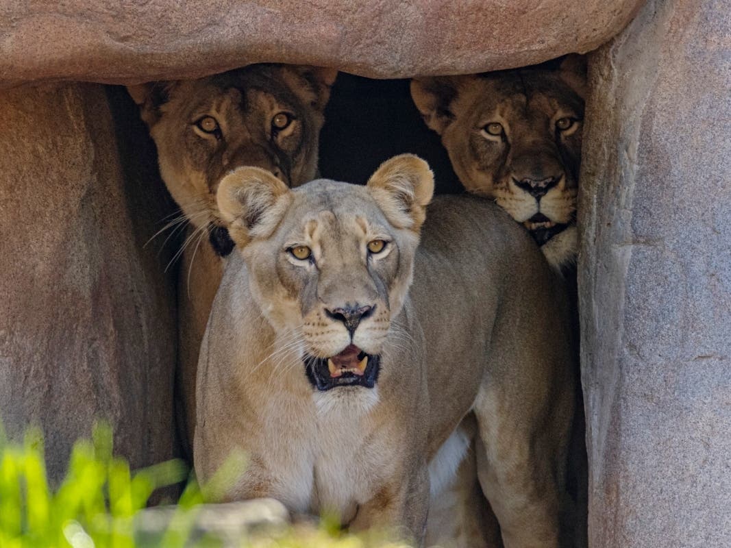 Malika, Zuri and Amira come from Caldwell Zoo in Texas.