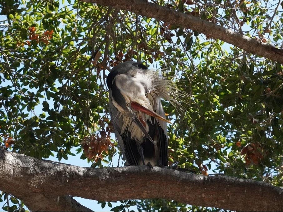 A great blue heron​ at Lindo Lake in Lakeside, California. 