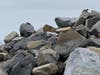 Squirrels on the beach in Carlsbad, California. 