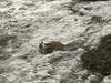 A squirrel on the beach in Carlsbad, California. 
