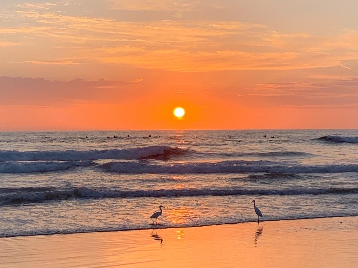 Egrets at Cardiff State Beach in Encinitas, California. 