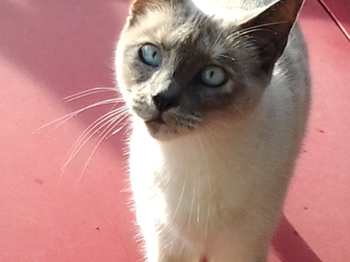 A Siamese cat in Encinitas, California. 