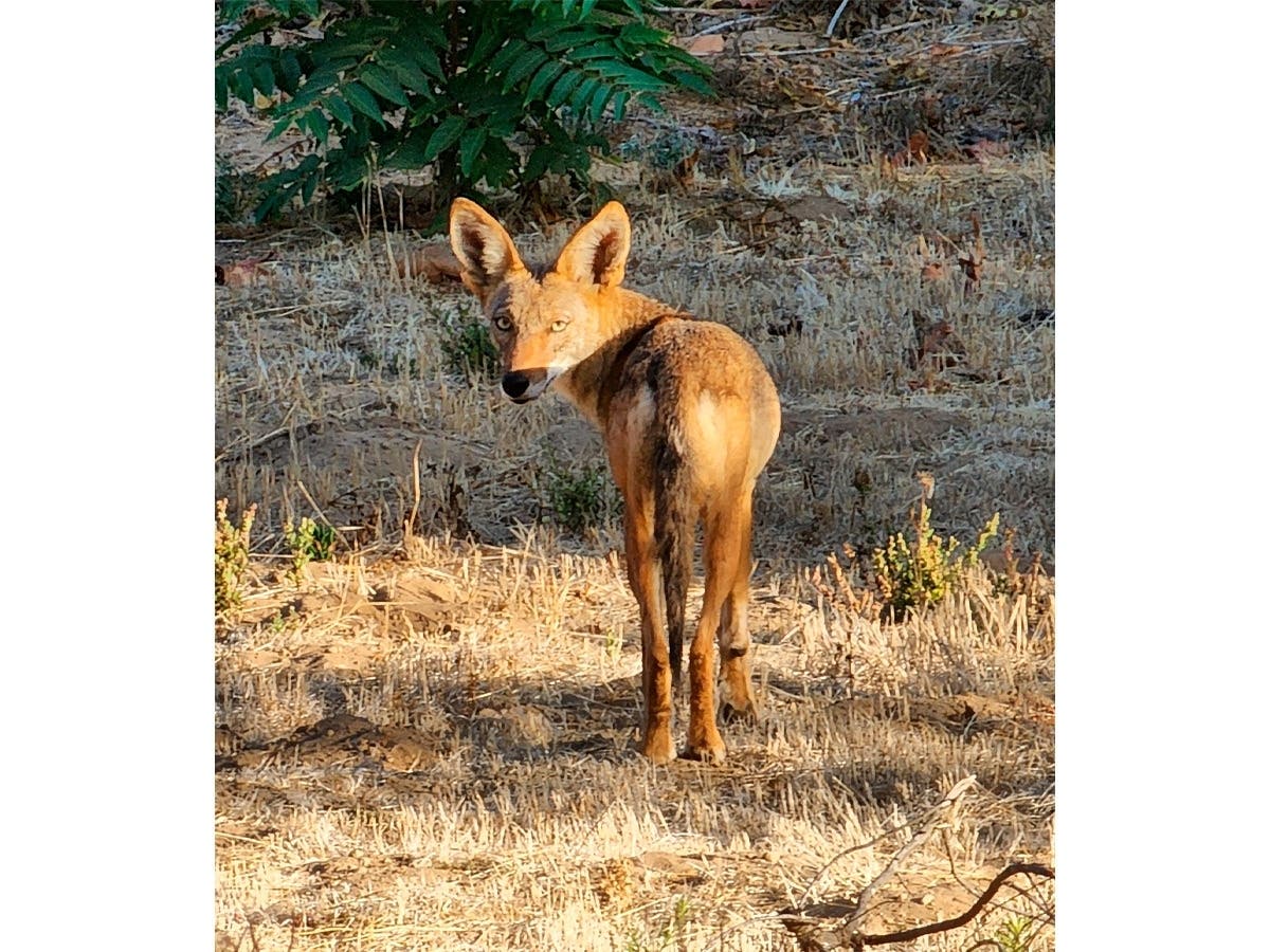 A coyote in Encinitas, California. 