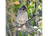 An oak titmouse in Ramona, California. 