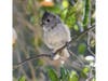 An oak titmouse in Ramona, California. 