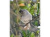 An oak titmouse in Ramona, California. 