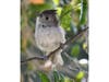 An oak titmouse in Ramona, California. 