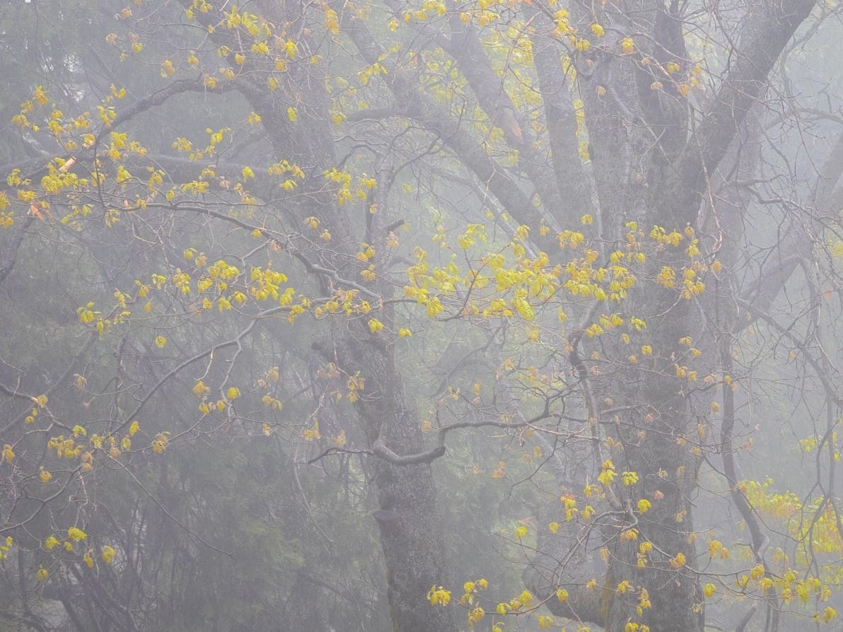 Palomar Mountain State Park​ in northern San Diego County​.