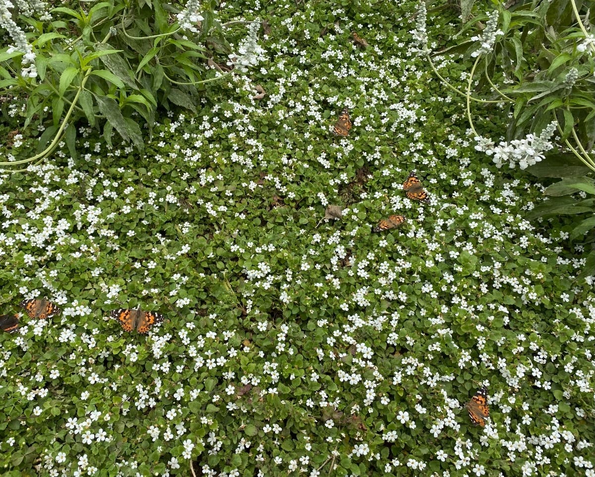 Butterflies on a flowering plant. 