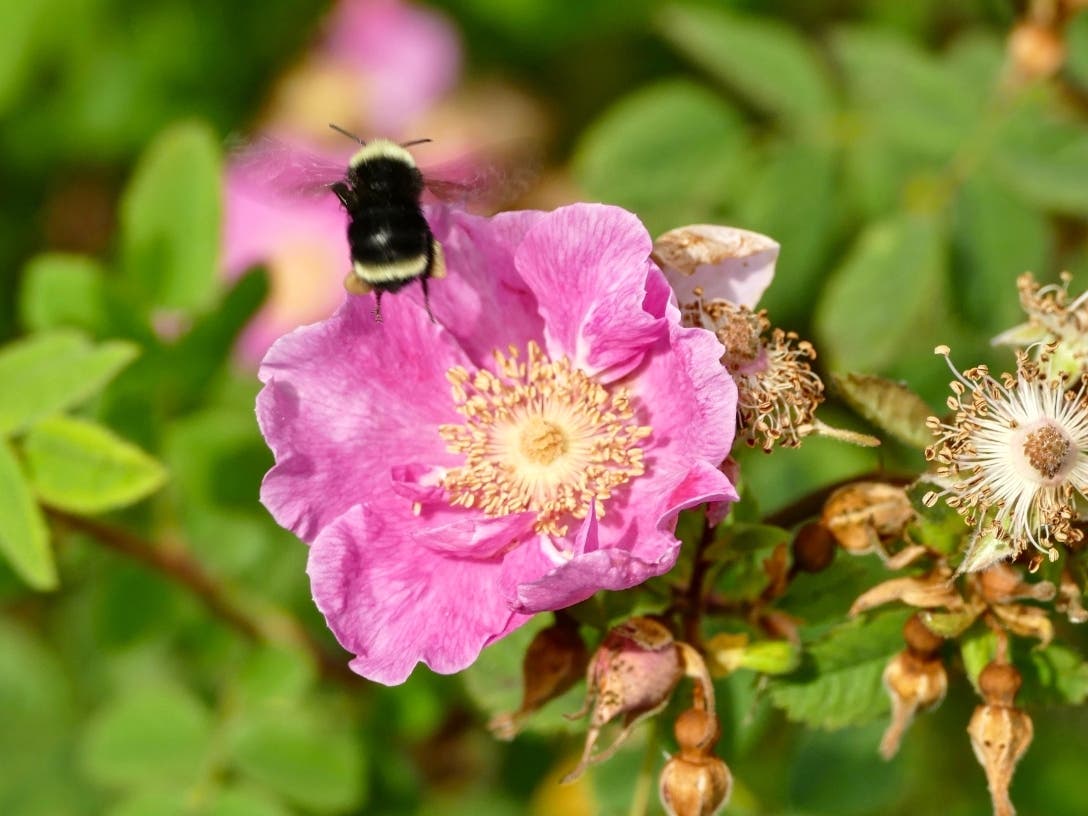 A bumble bee at Los Jilgueros Preserve in Fallbrook, California. 