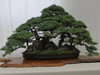 See what's slated this weekend from Saturday, Aug. 6 to Sunday, Aug. 7, including the Bonsai Show at Sherman Library and Gardens in Corona del Mar, California. 