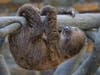 A Linné's two-toed​ sloth​ was born at the San Diego Zoo.
