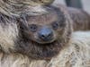 A Linné's two-toed​ sloth​ was born at the San Diego Zoo.
