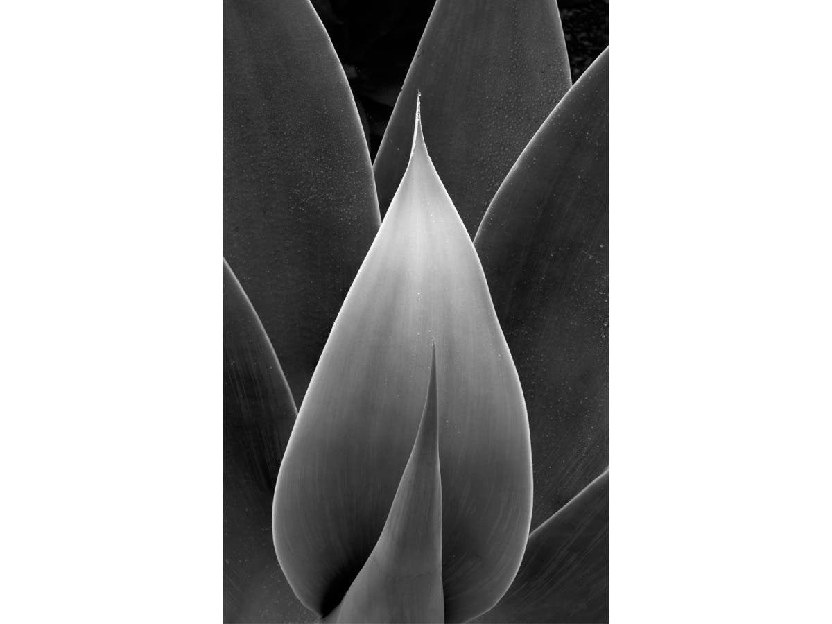 An agave plant at Balboa Park in San Diego, California. 