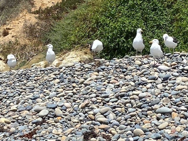 Seagulls at South Ponto Beach in Carlsbad, California. 