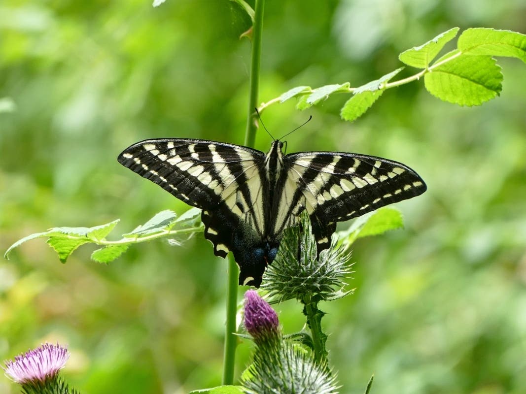 A swallowtail butterfly at Palomar Mountain State Park​.