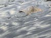 A stingray in Carlsbad, California. 