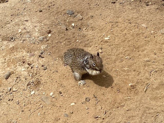 A squirrel at South Ponto Beach in Carlsbad, California. 