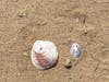 Seashells at South Ponto Beach in Carlsbad, California. 