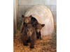 Three orphaned California black bear cubs, transferred to San Diego Humane Society's Ramona Wildlife Center for rehabilitation about a month ago, have passed their health exams and have been housed together outside.