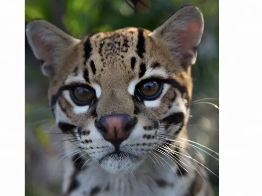 See what's slated this weekend from Saturday, Aug. 20 to Sunday, Aug. 21, including Starry Starry Zoofari at Santa Ana Zoo in Prentice Park in Santa Ana, California.