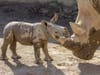 A male southern white rhino was born at the Nikita Kahn Rhino Rescue Center at the San Diego Zoo Safari Park in Escondido, California. 