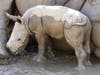 A male southern white rhino was born at the Nikita Kahn Rhino Rescue Center at the San Diego Zoo Safari Park in Escondido, California. 