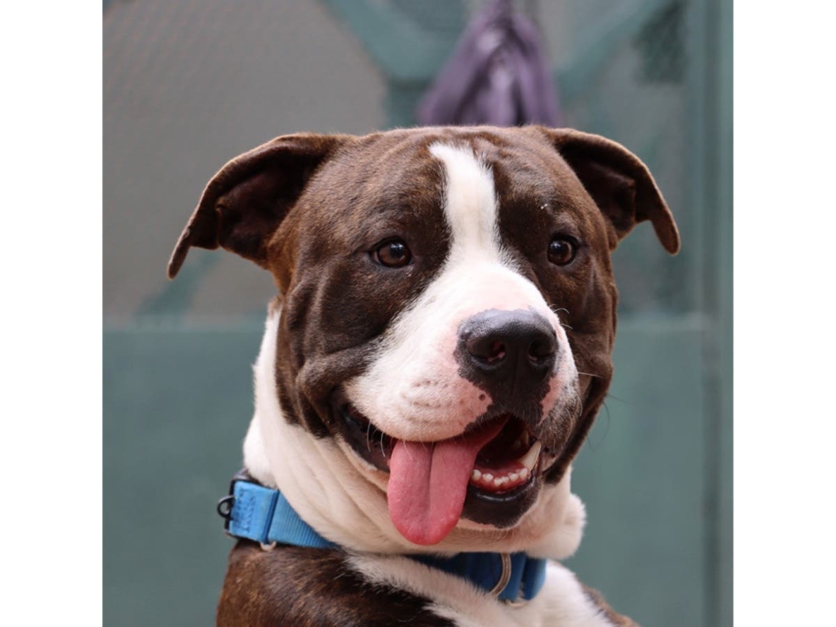 San Diego Humane Society will continue to offer reduced adoption fees for the remainder of the month. Dogs, cats and kittens are available for adoption for $20, and small pets are available for $5 through Wednesday.