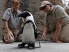A 4-year-old penguin named Lucas has been fitted with custom orthopedic footwear.